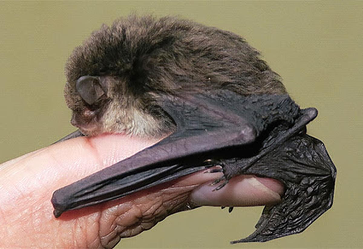 New species of bamboodwelling bat found in Meghalaya The Hindu